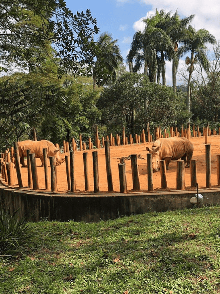 Powder Horn Rhino Sanctuary with rhinos in a spacious enclosure surrounded by lush tropical trees.