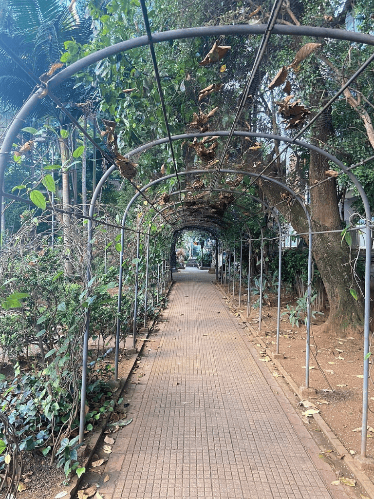 Overgrown tunnel pathway with metal arch structure, lush greenery, and natural shade, ideal for garden walks and outdoor exploration.