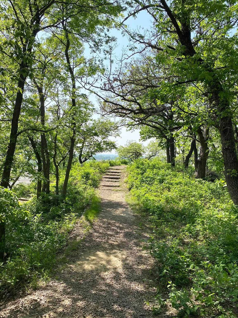Lush forest trail with steps, surrounded by green trees and foliage, ideal for outdoor exploration and nature walks.