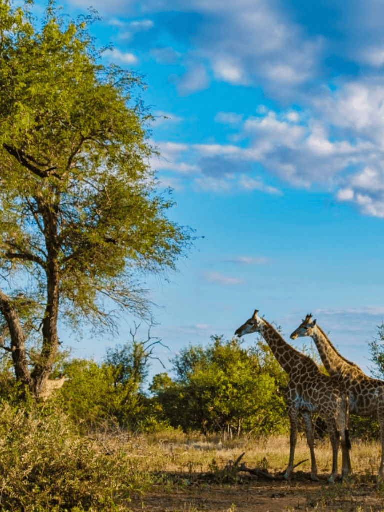Giraffes in African savannah with blue sky and trees, wildlife adventure, nature photography, QuestForDirections.