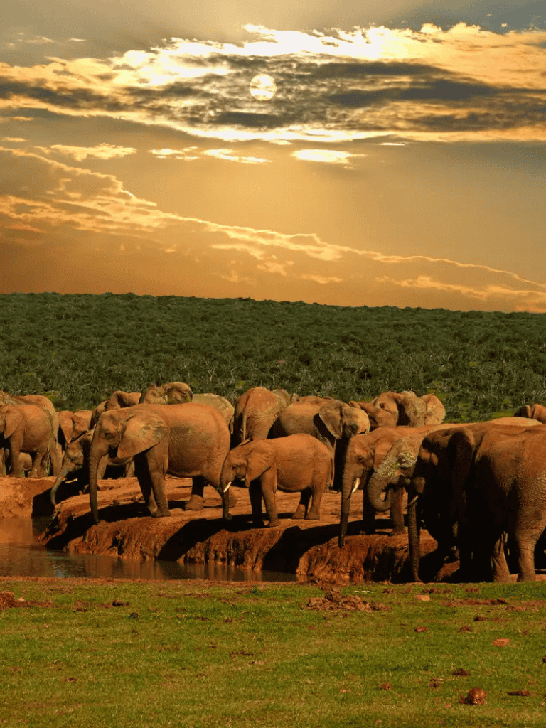 Elephants gathering at waterhole during sunset in savannah scenery.