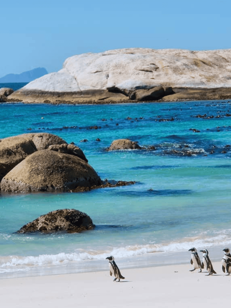 Penguins walking on the beach with turquoise ocean and rocky formations in the background.