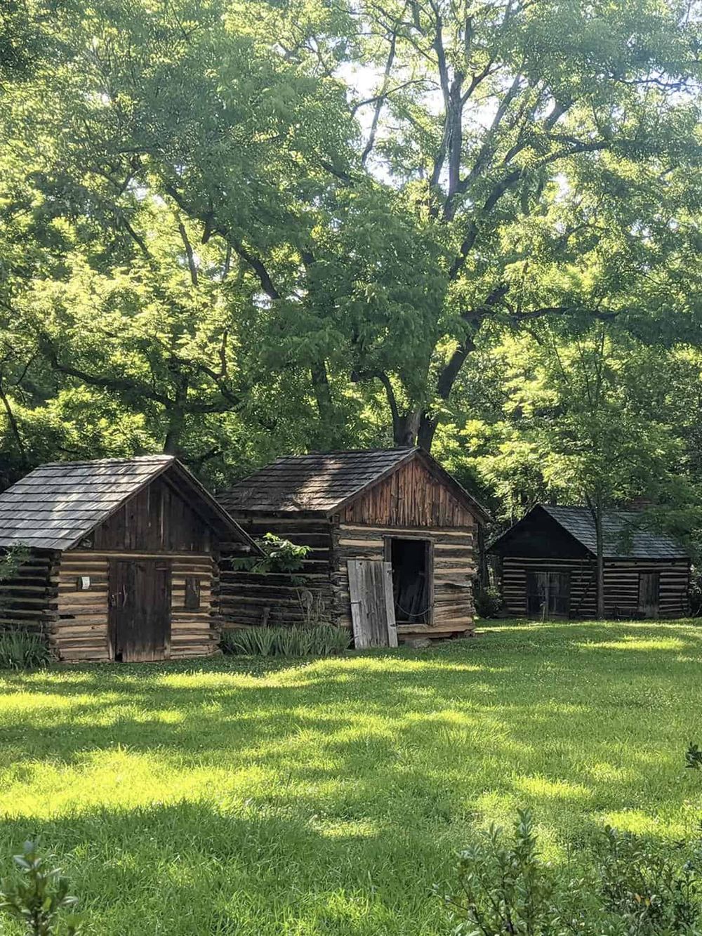 Ancient wooden cabins surrounded by lush green trees, showcasing historic rustic architecture.