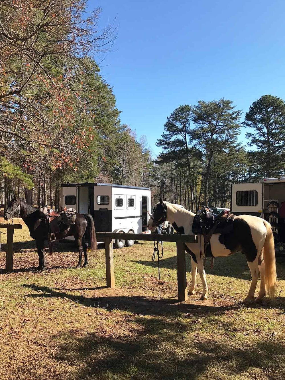 Horses at a trail riding site near horse trailers in a forested area.