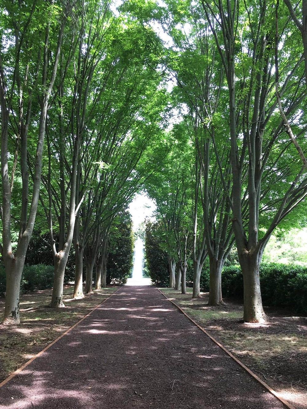 Serene tree-lined pathway ideal for nature walks and outdoor recreation.