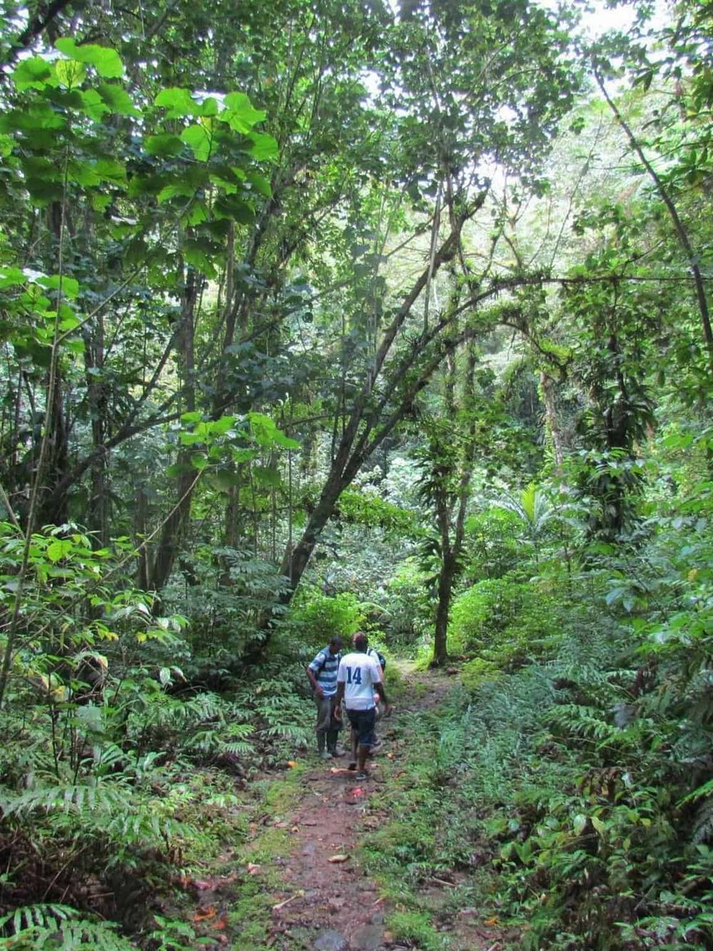 Lush green rainforest trail with travelers exploring nature, emphasizing adventure and outdoor exploration at QuestForDirections.