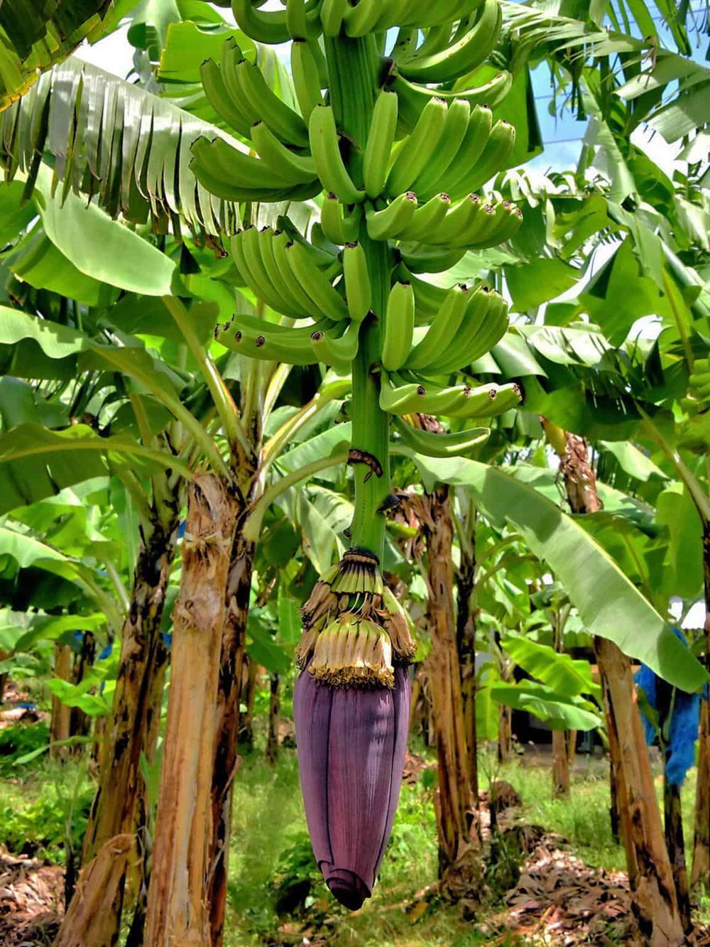 Lush banana plant with a developing purple flower in a tropical farm environment.