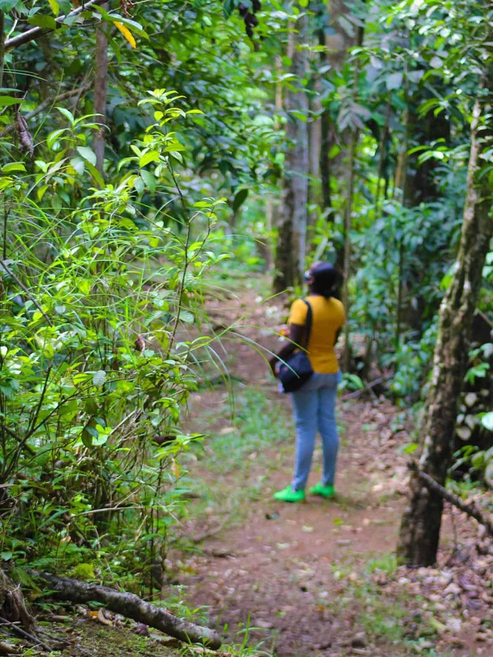 Secluded jungle trail with hiker exploring lush green rainforest environment.