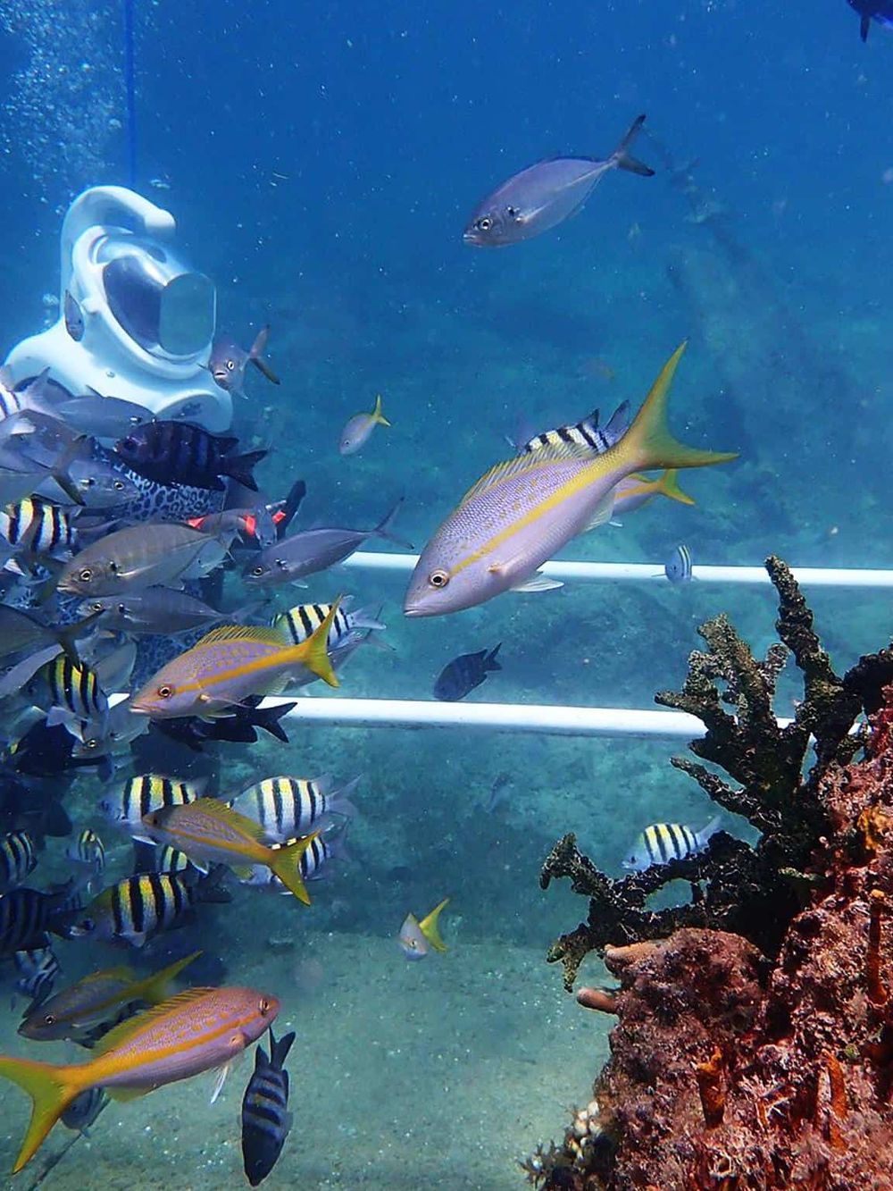 Colorful tropical fish swimming in an aquarium at QuestForDirections.