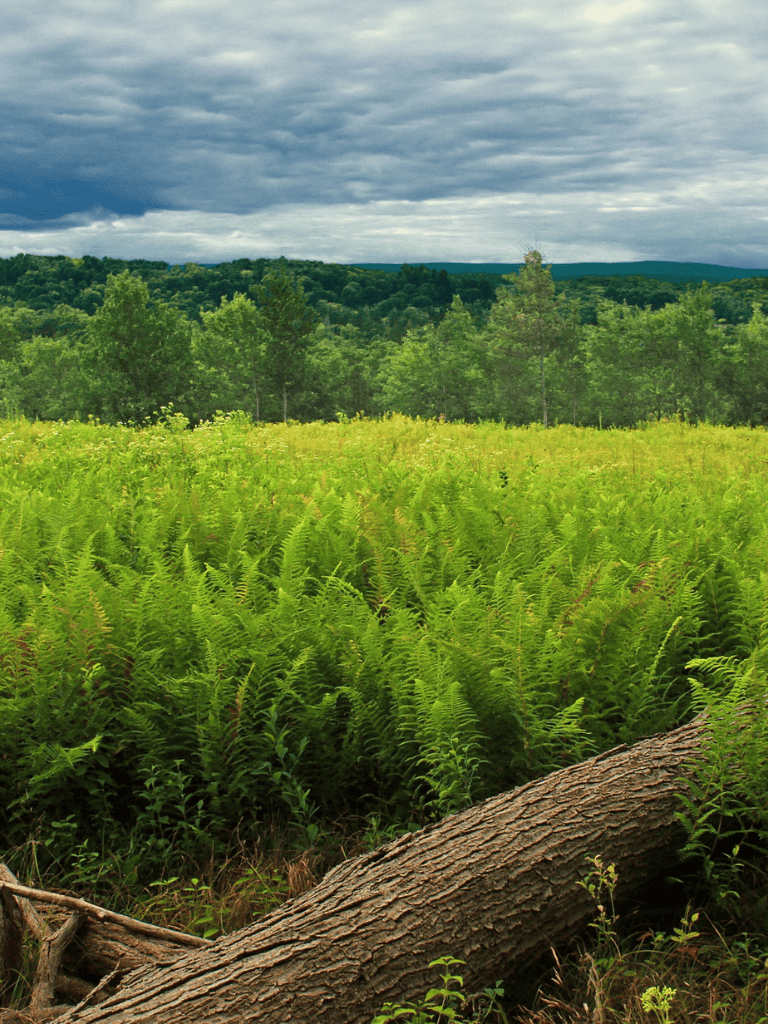 Lush green forest with rolling hills under a cloudy sky, showcasing natural beauty and outdoor adventure.