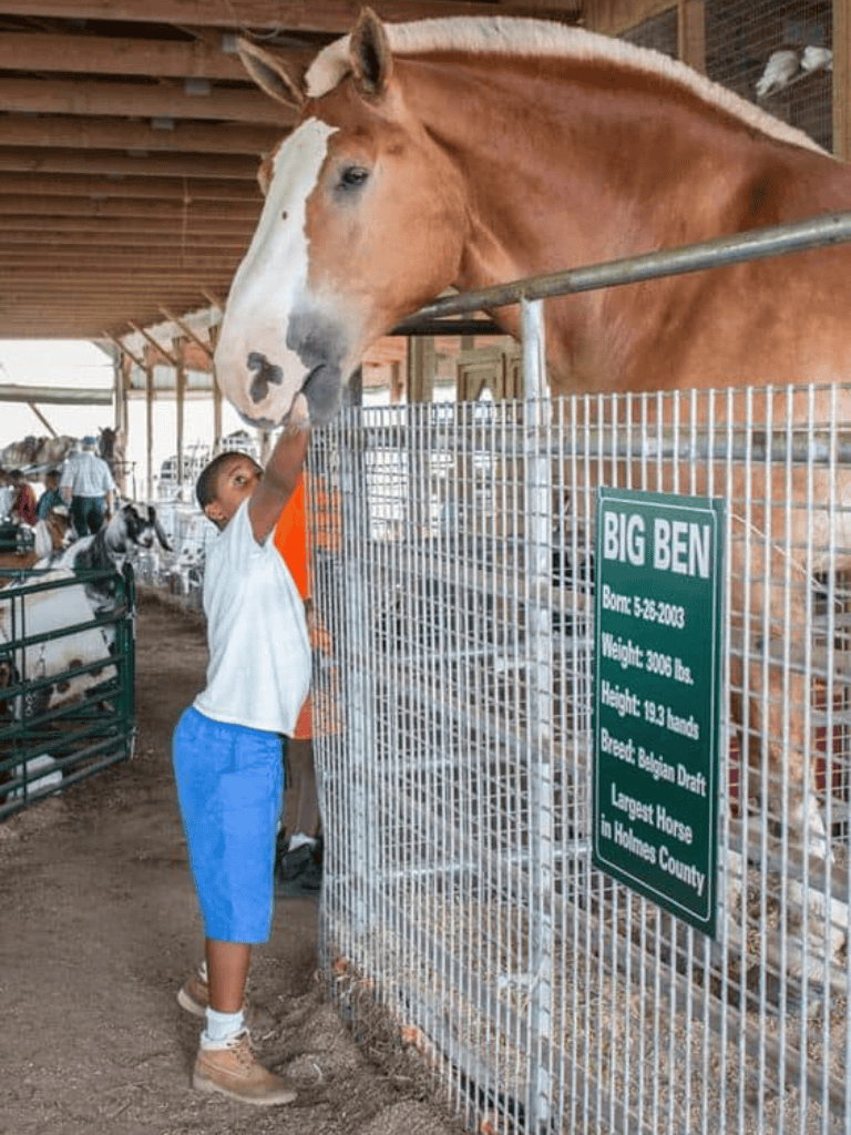 Large horse reaching over a fence to interact with a young boy at a horse farm.