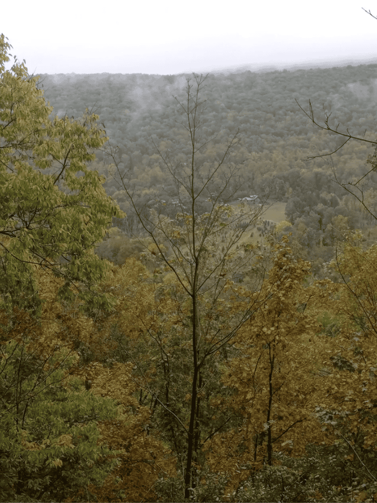 Vast forest landscape with mountain backdrop, misty weather, and fall foliage, scenic wilderness view.
