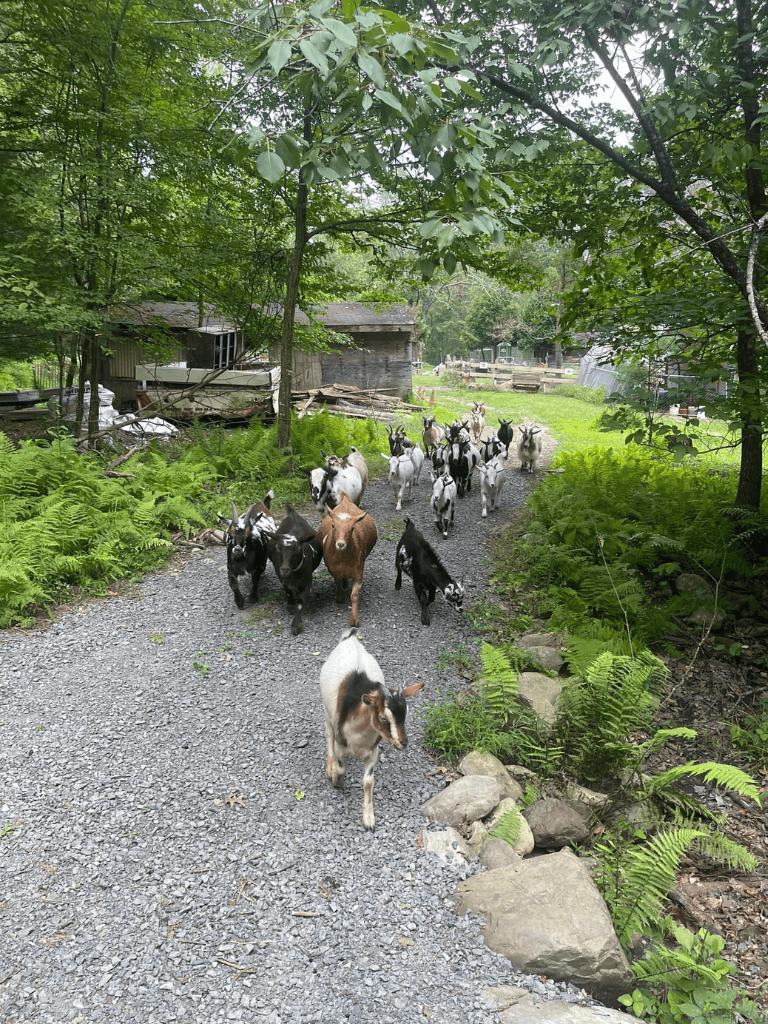 Goat herd on rustic farm trail surrounded by lush greenery and trees.