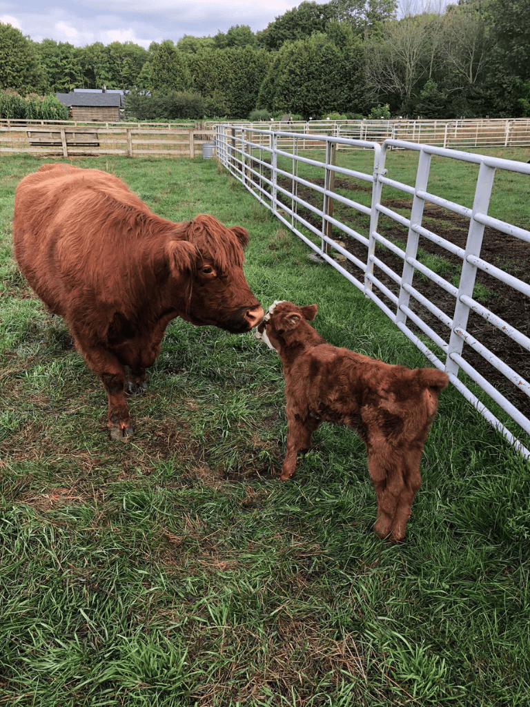A farm scene with a large brown cow and a small calf nuzzling each other in a grassy pasture.