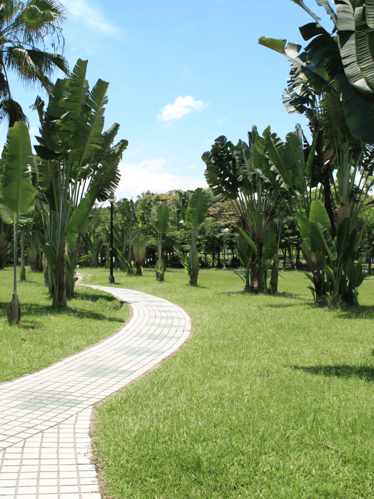 Lush tropical garden with winding paved path and tall green banana trees under blue sky.