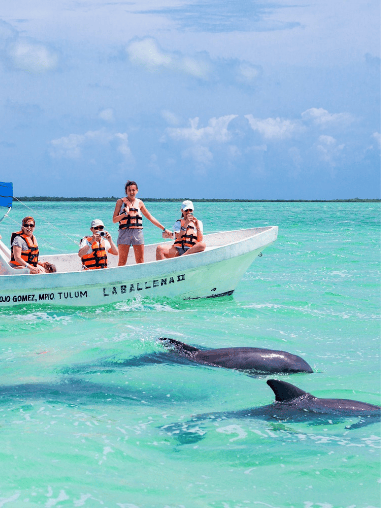 Sunset cruise with dolphins in clear turquoise waters, tropical paradise adventure, and guided marine life exploration.