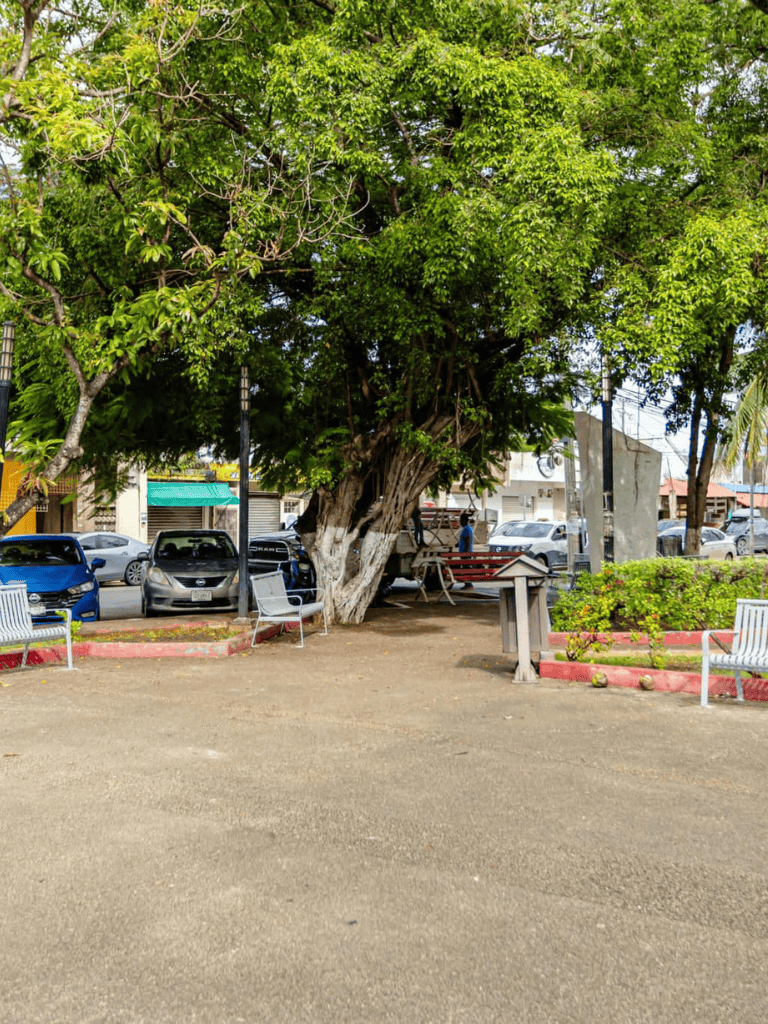 Vibrant park with large trees, benches, and urban surroundings for community relaxation and outdoor activities.
