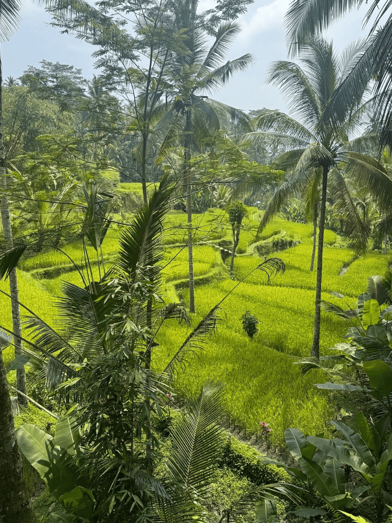 Lush tropical rice fields with palm trees in a vibrant jungle setting.