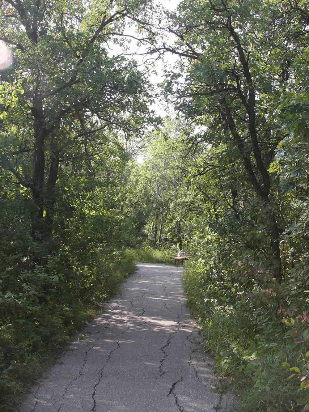 Overgrown nature trail with lush green trees and cracked pavement, ideal for outdoor adventures and explorations.