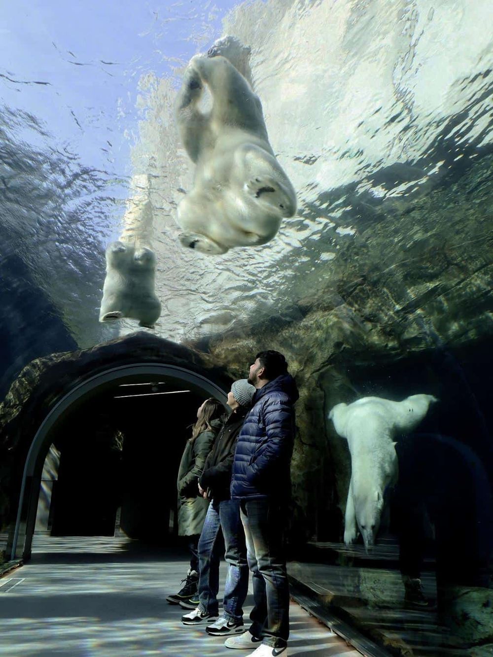 Dense animal exhibit at zoo with polar bears, visitors observing aquatic wildlife underwater.