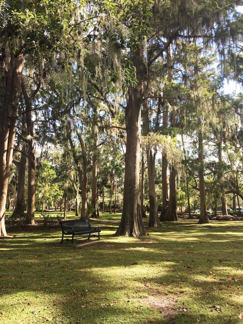 Serene park with tall trees, lush greenery, and a black bench, showcasing peaceful outdoor recreation and natural beauty.