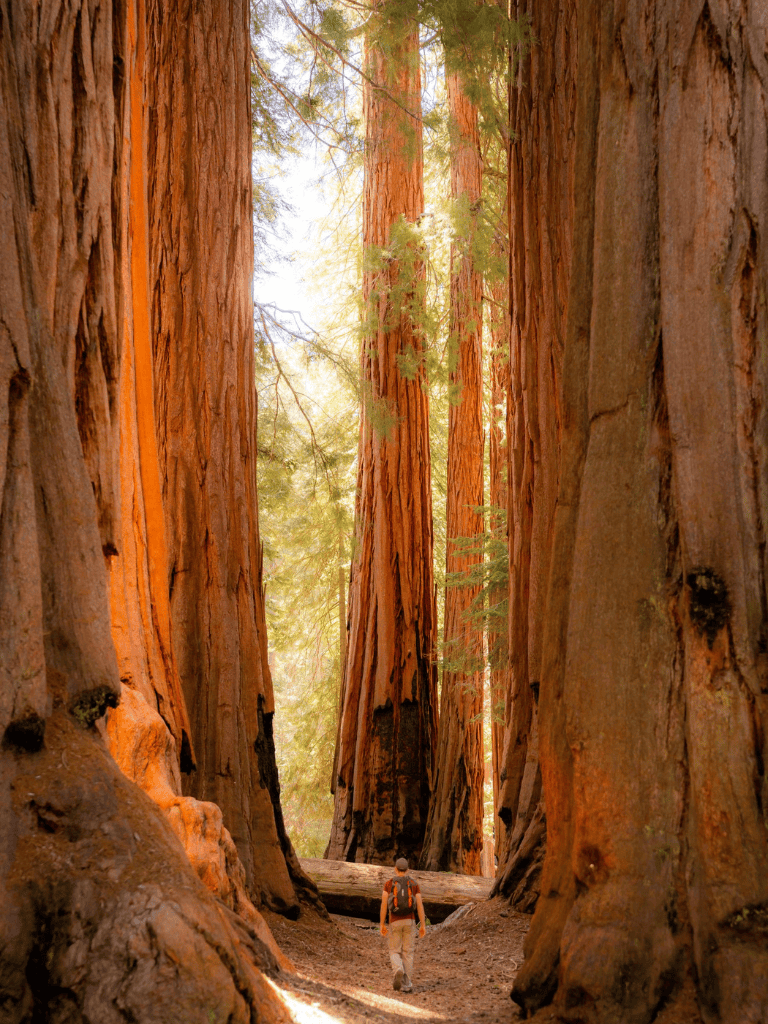 Majestic redwoods within a forest, a hiker exploring nature’s beauty, perfect for outdoor adventure and navigation.