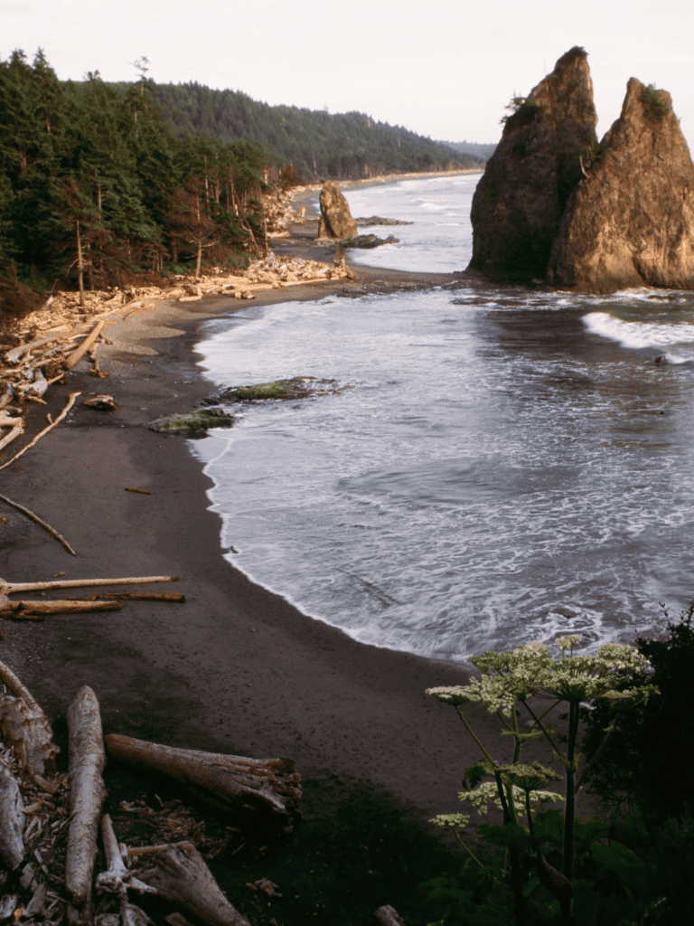 Secluded Oregon coast with rocky formations and driftwood shoreline scenery.