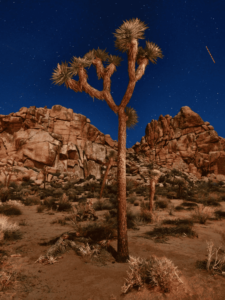 Vibrant desert landscape with Joshua tree under starry night sky and rocky formations.