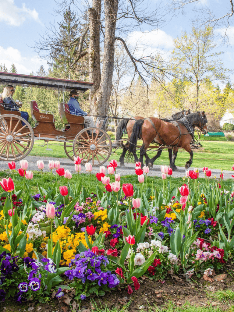 Horse-drawn carriage rides through a blooming garden with colorful tulips and pansies, perfect for spring outdoor activities.