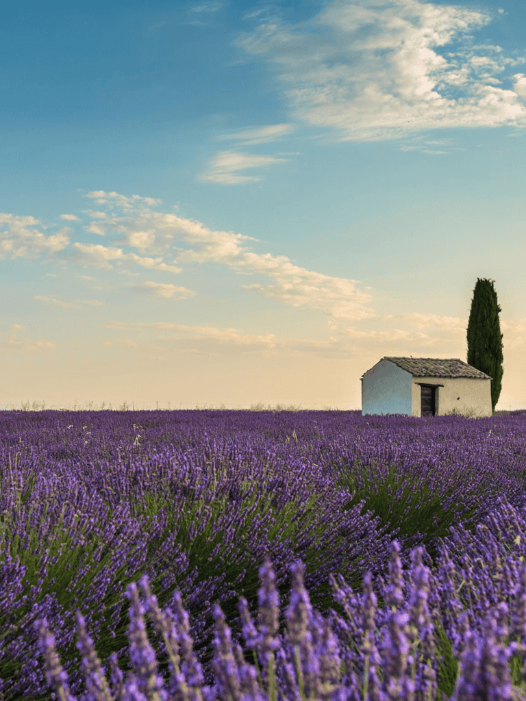 Lavender field with small white house and tall cypress tree in rural landscape.
