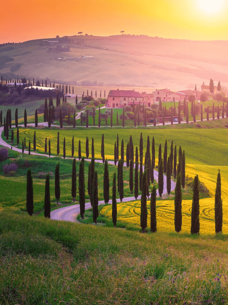Vineyard landscape with cypress trees and rolling hills in Tuscany during sunset.