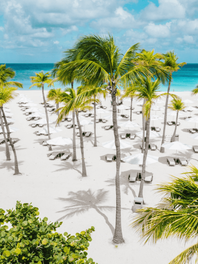 Palm trees on a sunny beach with lounge chairs and umbrellas, tropical vacation destination.