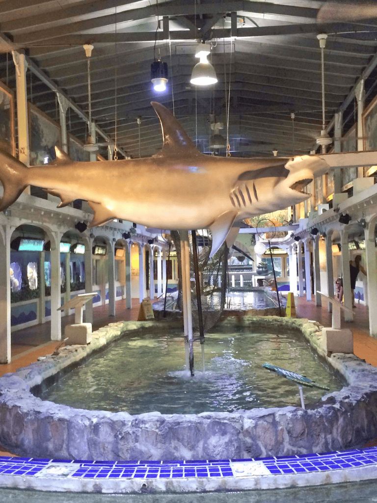 Giant shark model displayed in an indoor aquarium exhibit at QuestForDirections.