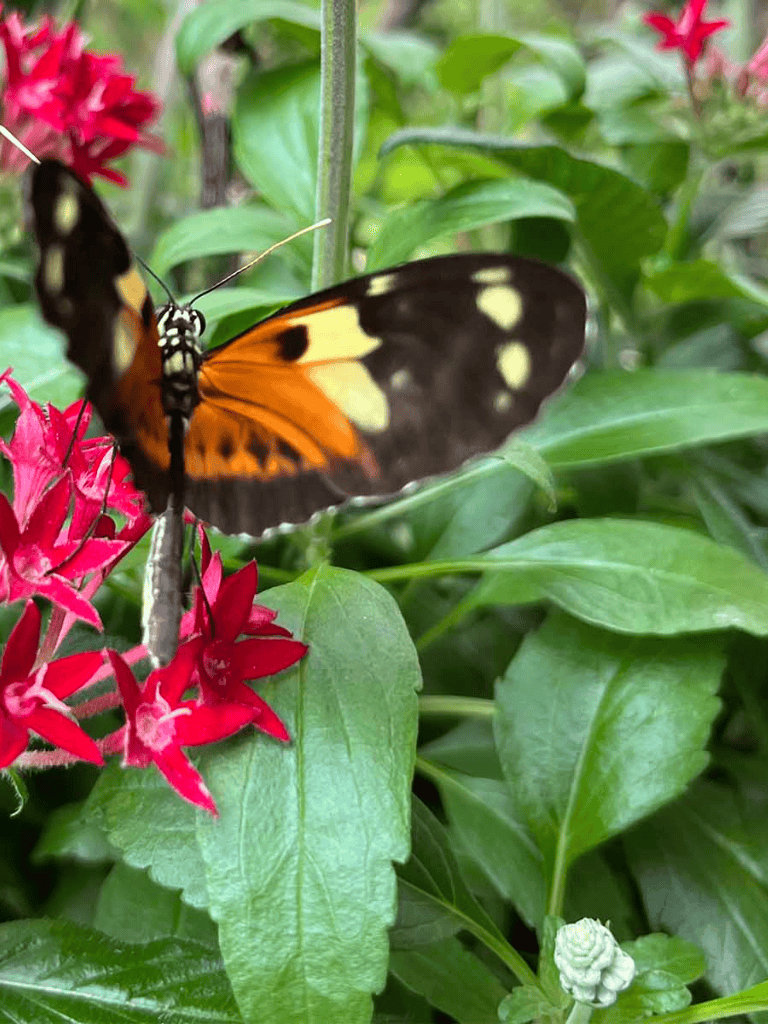 Colorful butterfly on vibrant red flowers among lush green leaves.