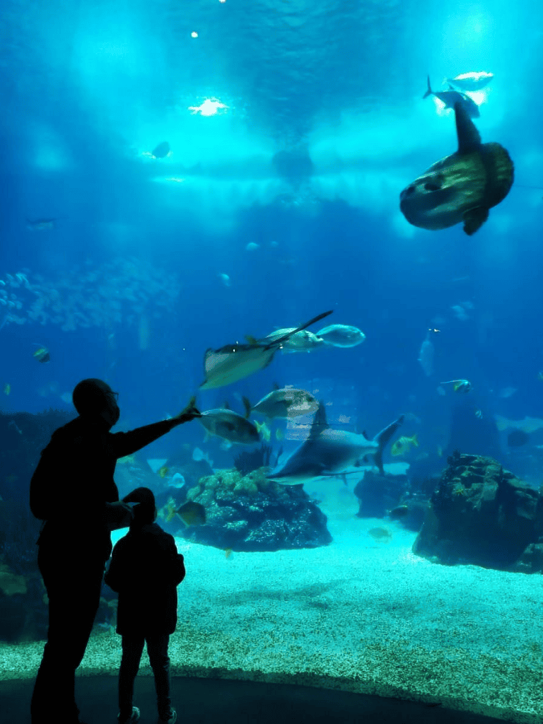 Colorful aquarium with diverse marine life and visitors exploring underwater scenery.