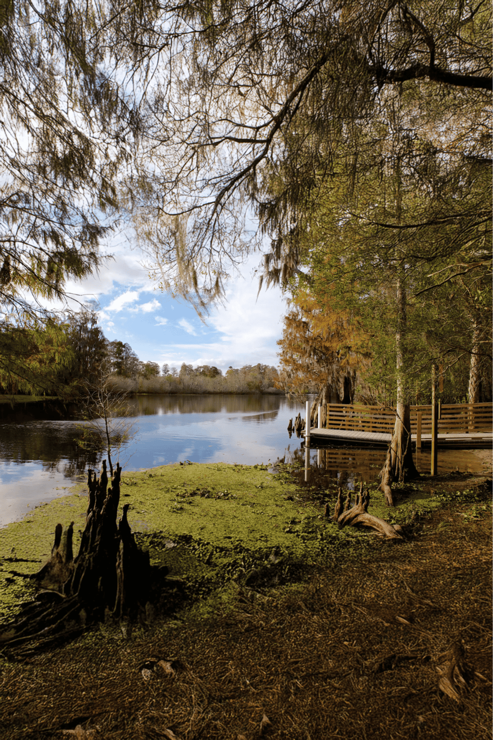 Tranquil lakeside scene with dock, tall trees, and moss-covered ground, perfect for nature exploration.