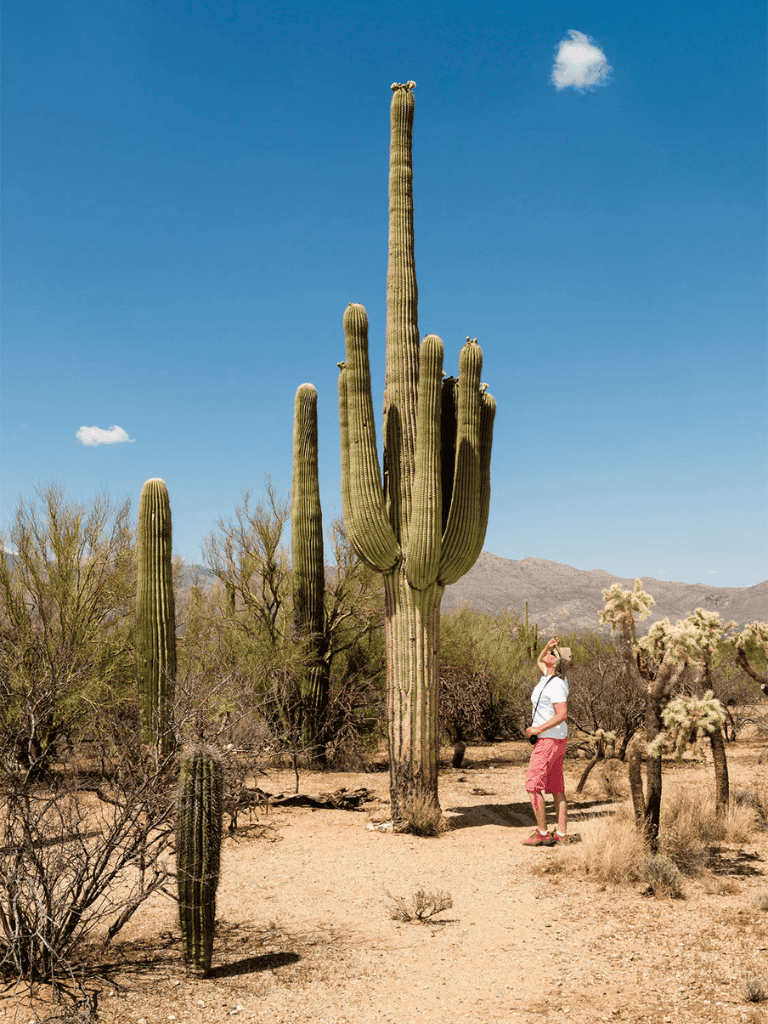 Tall saguaro cactus in desert landscape with a man observing, Arizona outdoor scenery, sunny day, nature exploration,QuestForDirections.
