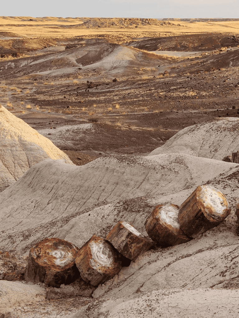 Dry desert landscape with eroded formations and fallen tree logs, illustrating rugged terrain.