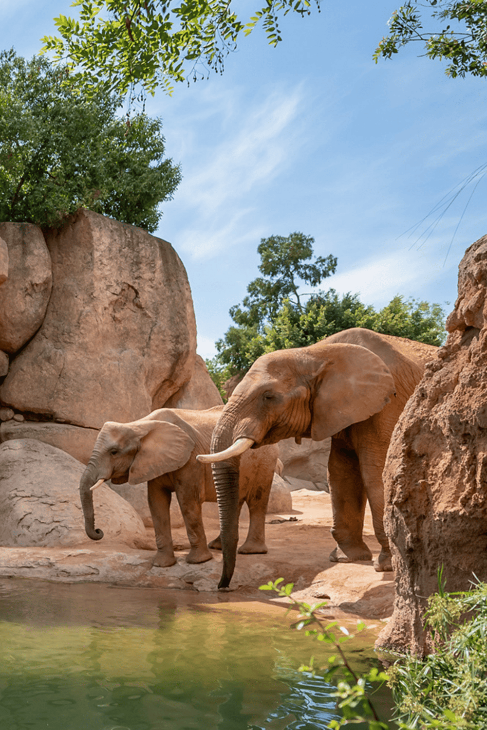 Elephants in natural habitat with rocky landscape and greenery.