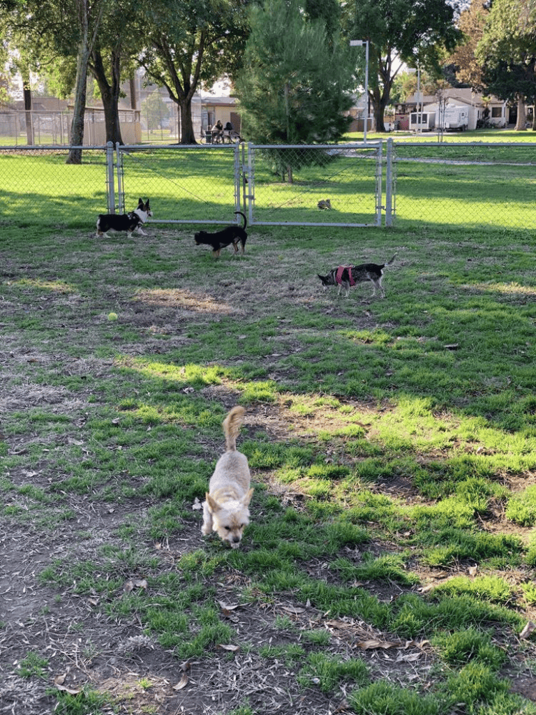 Small dogs playing in a fenced park with trees and grass, outdoor pet recreation area.