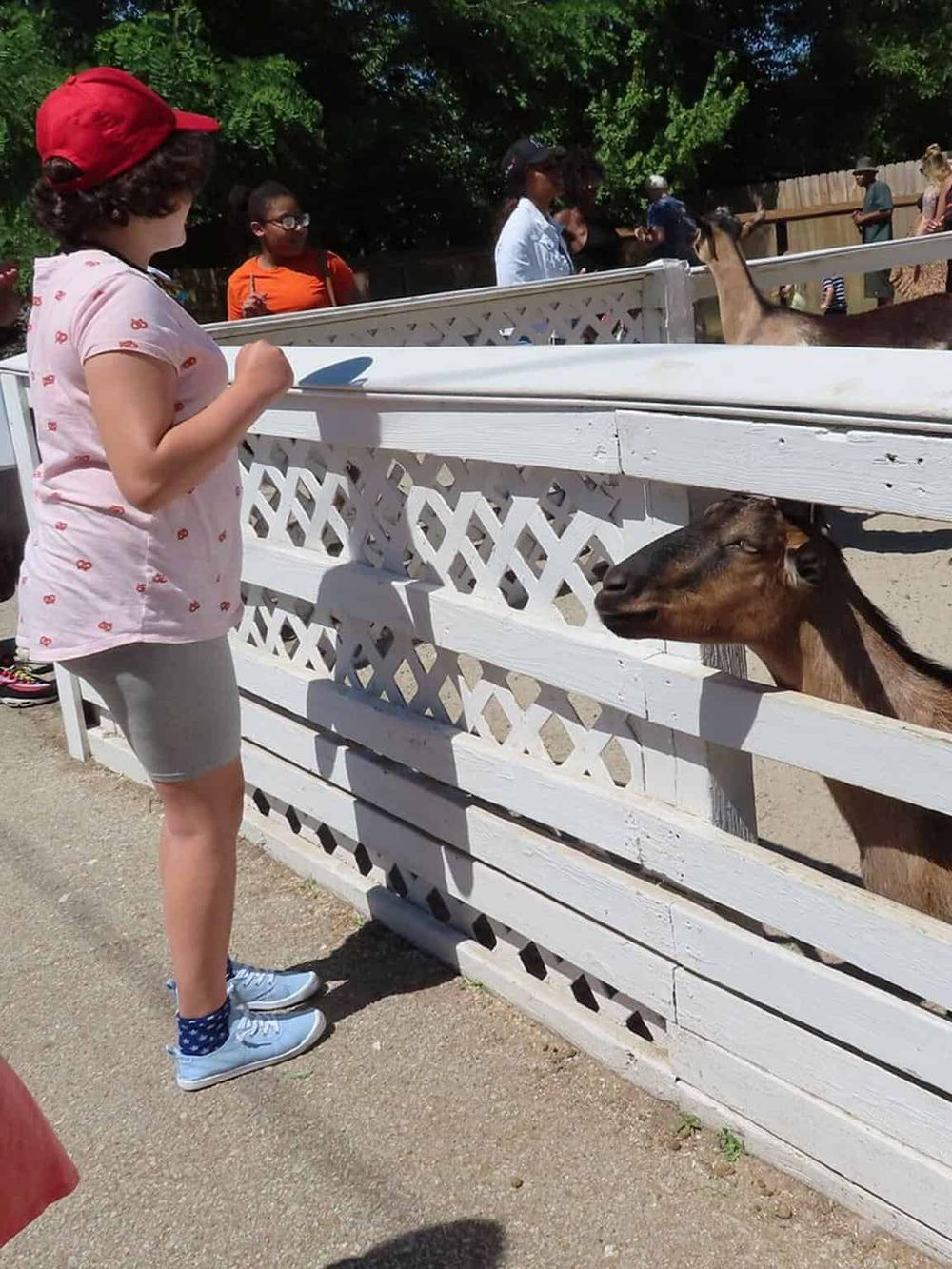 Children feeding goats at petting zoo, outdoor family activity, farm animals, kids interaction, animal feeding experience.