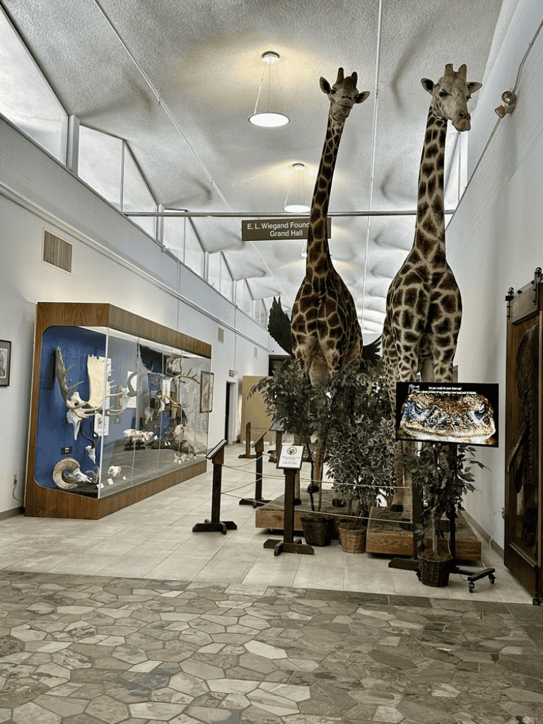 Giraffe taxidermy display at Quest for Directions museum, natural history exhibits, educational wildlife collection.