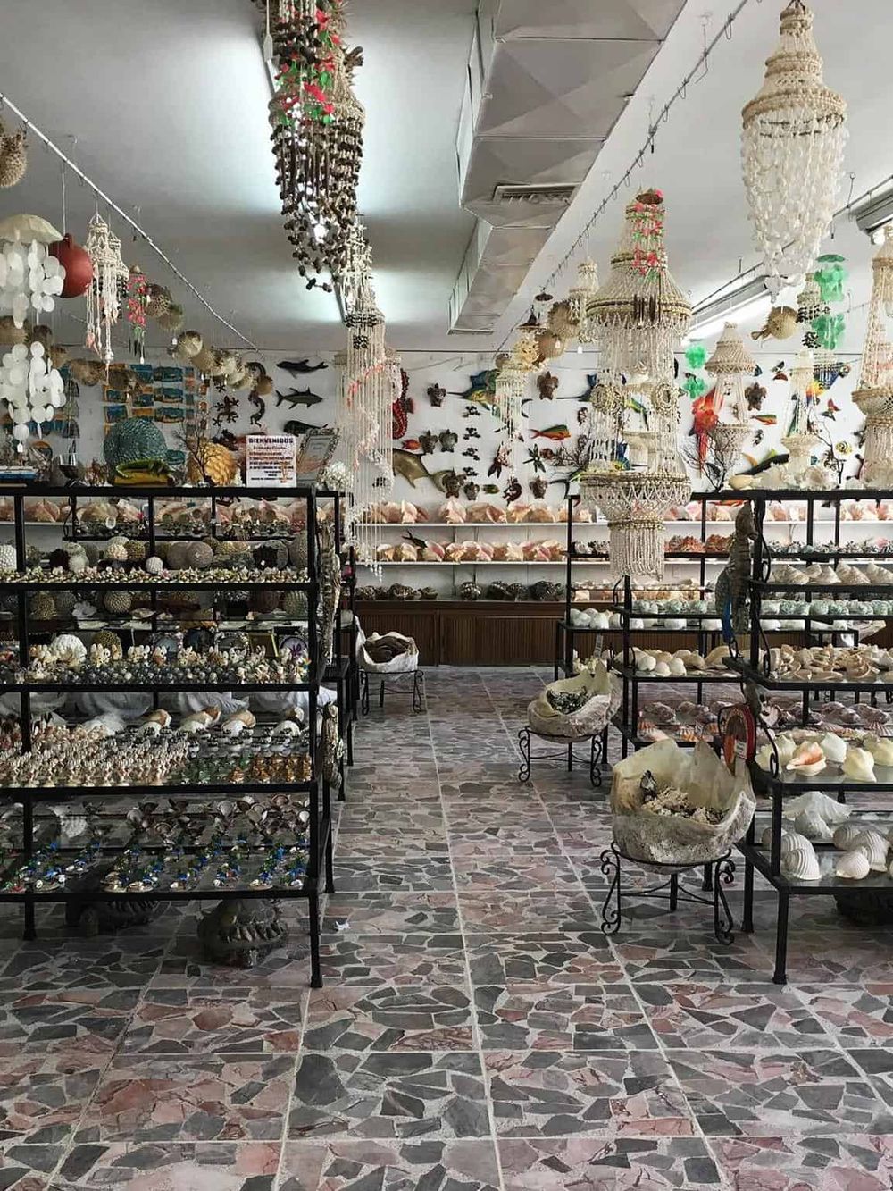 Colorful seashell decor and marine life art at QuestForDirections souvenir shop.