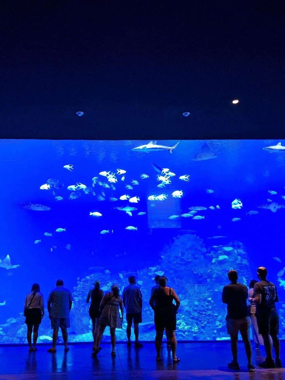 Colorful aquarium with diverse fish and marine life, visitors enjoying a sea-themed exhibit.