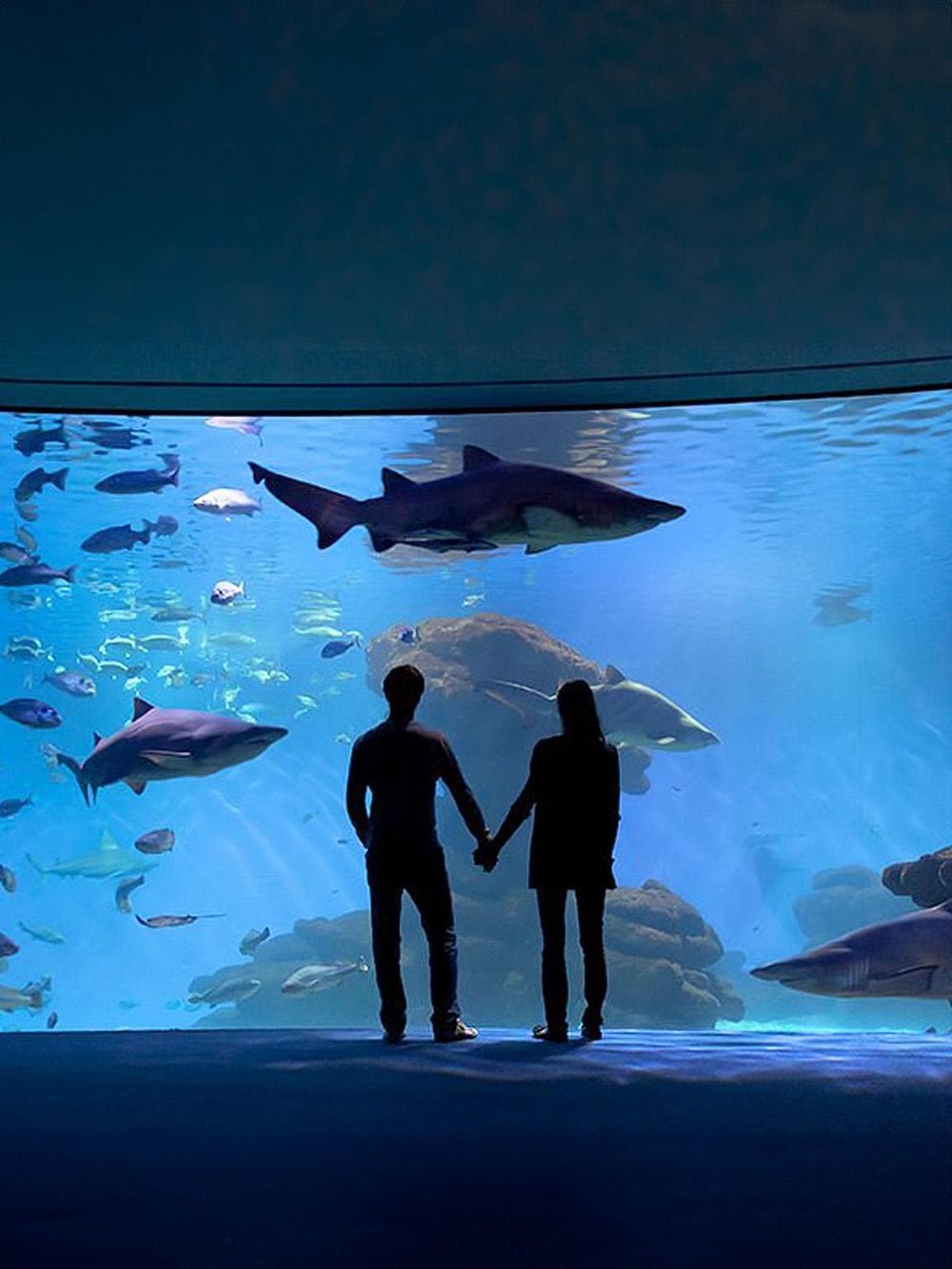 Colorful aquarium with sharks and tropical fish at Quest For Directions.