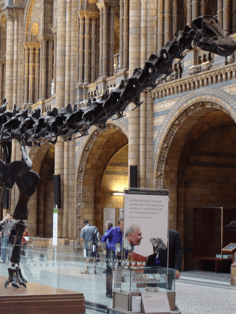 Dinosaur skeleton display at Natural History Museum with visitors exploring exhibits.