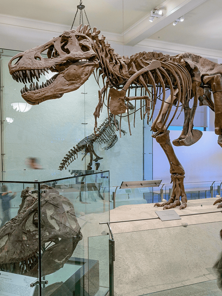 Large T-Rex dinosaur fossil skeleton displayed in museum exhibit, showcasing prehistoric extinction and dinosaur evolution.