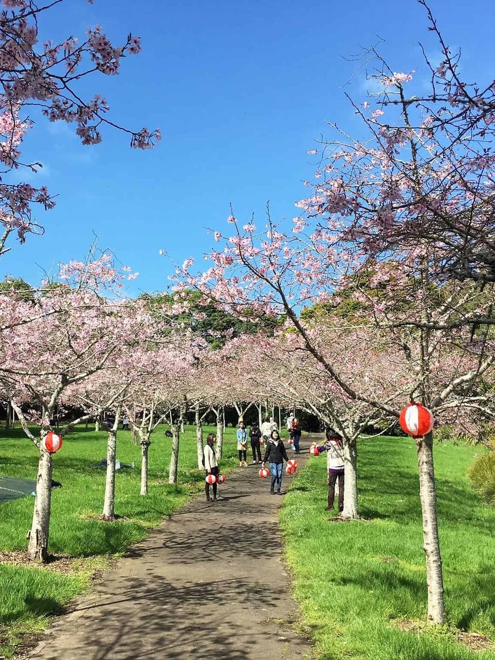 Cherry blossom park with lanterns and visitors during spring, ideal for scenic walks and outdoor activities.