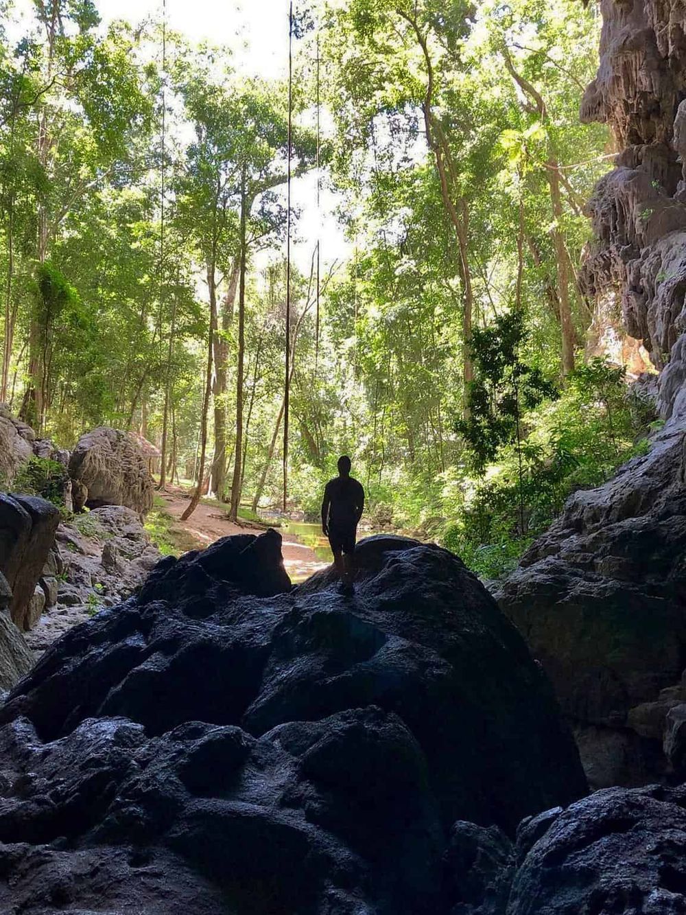 Serene lush forest with a person exploring nature, offering outdoor adventure and travel inspiration.