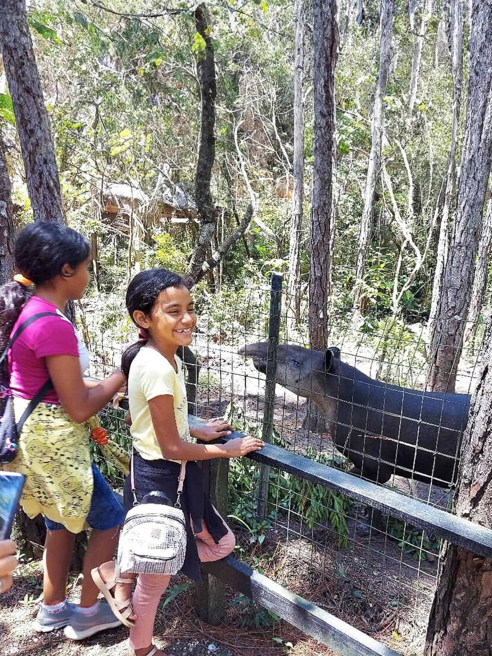 Children enjoying wildlife at zoo or nature reserve.